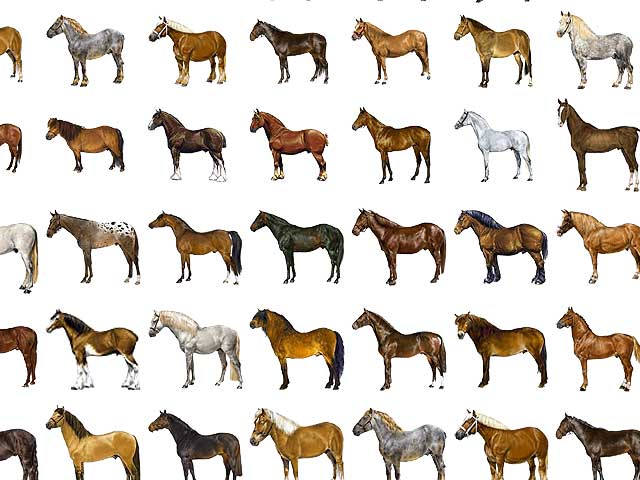 Horses